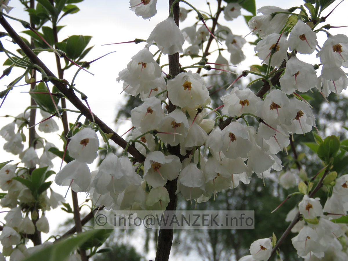 Halesia carolina - Bluetenmacro02.JPG